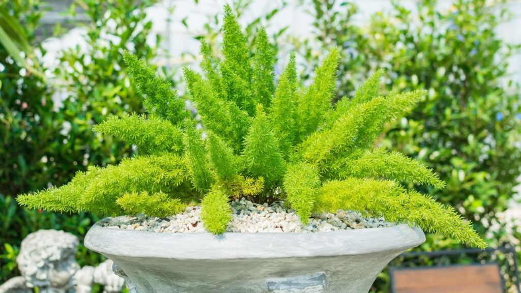 How To Grow Foxtail Fern in Pots